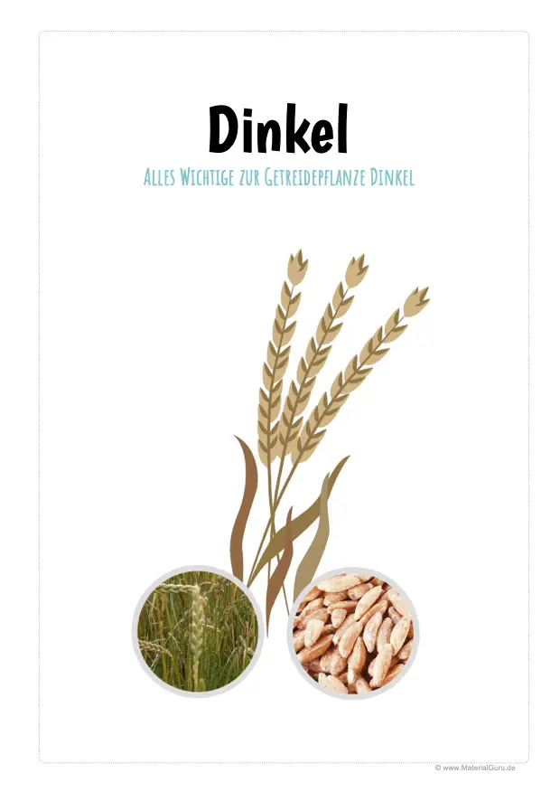 Arbeitsblatt: Deckblatt Dinkel