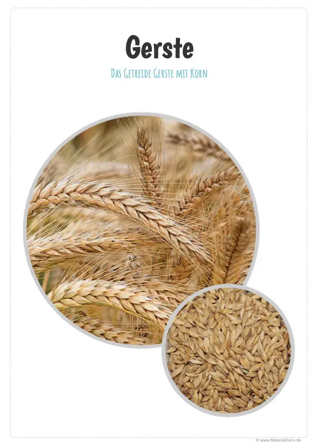 Gerste - Kostenloses Unterrichtsmaterial