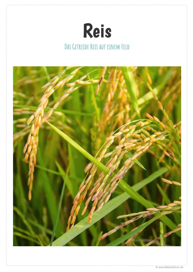 Arbeitsblatt: Foto Reispflanze