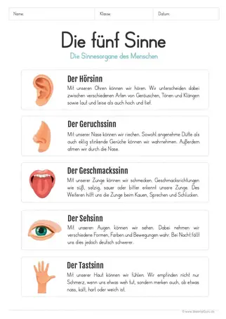 Die 5 Sinne Materialguru