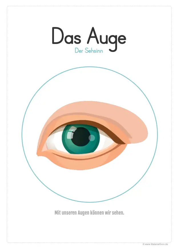 Arbeitsblatt: Plakat Sinnesorgan - Das Auge - Sehen (Sehsinn)