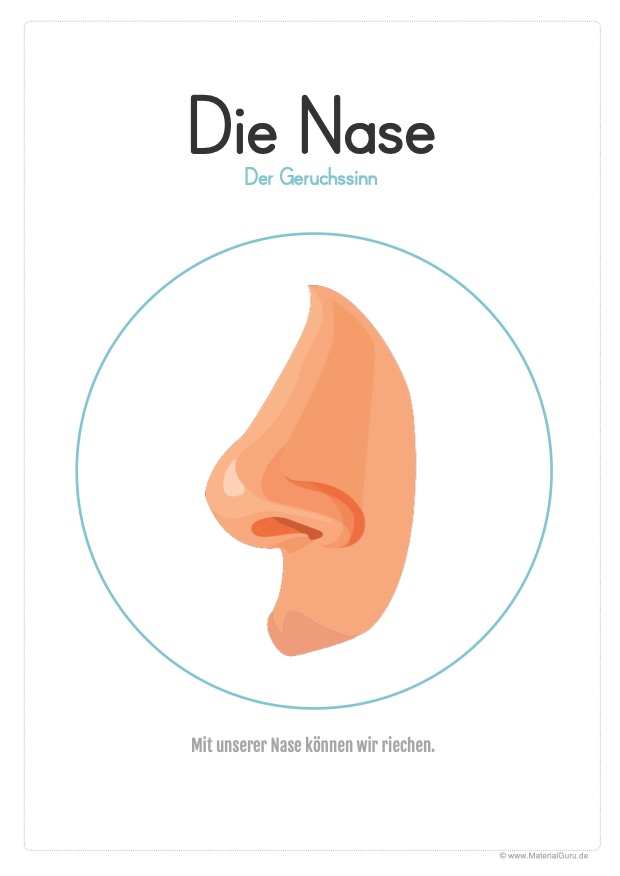 Arbeitsblatt: Plakat Sinnesorgan - Die Nase - Riechen (Geruchssinn)