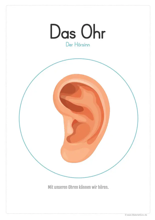 Arbeitsblatt: Plakat Sinnesorgan - Das Ohr - Hören (Hörsinn)