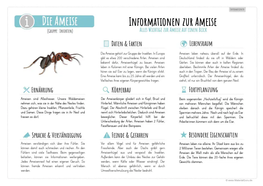 Arbeitsblatt: Infotext über Ameisen