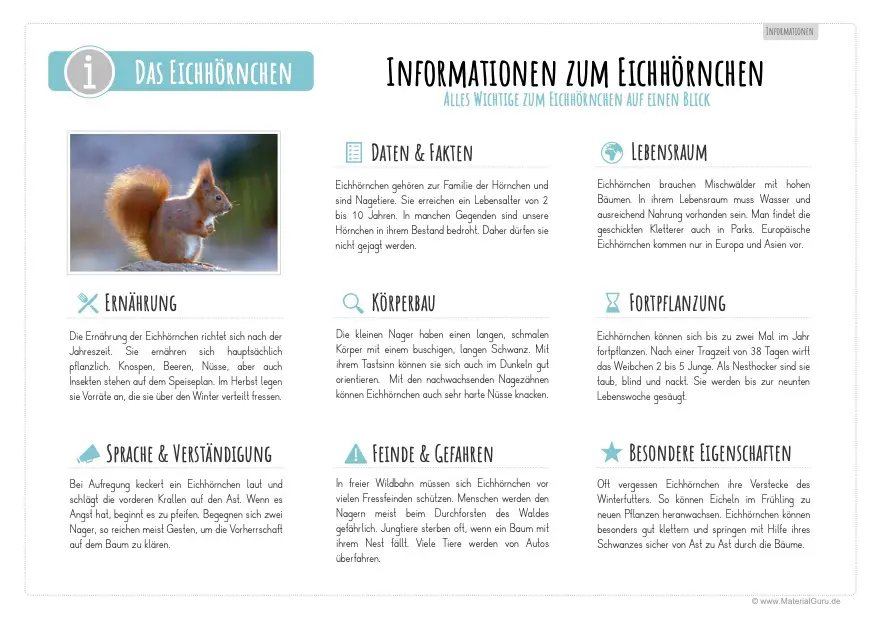 Arbeitsblatt: Informationen über Eichhörnchen