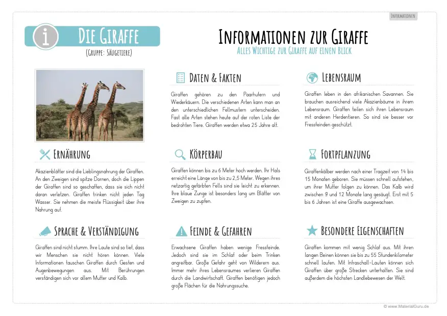 Arbeitsblatt: Informationen über Giraffen