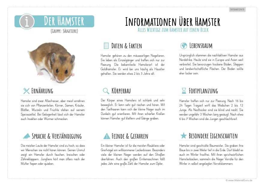 Arbeitsblatt: Informationen über Hamster
