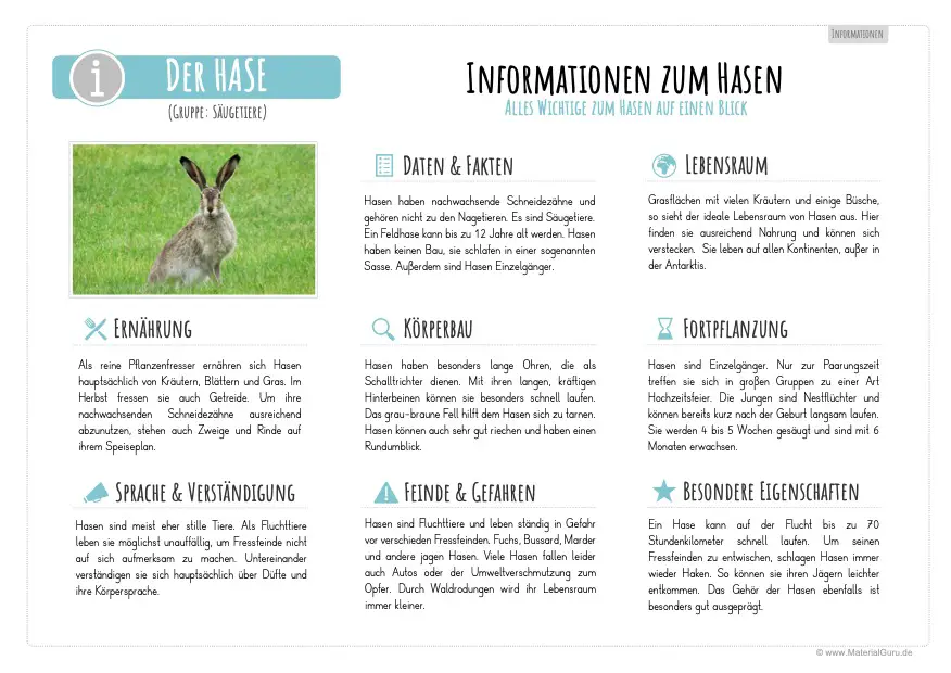 Arbeitsblatt: Informationen über Hasen