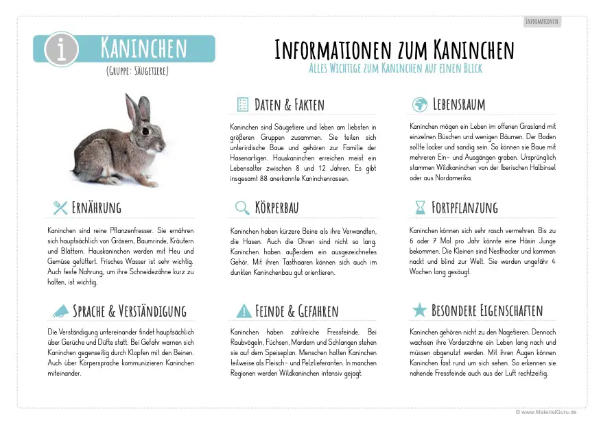 Arbeitsblatt: Informationen über Kaninchen