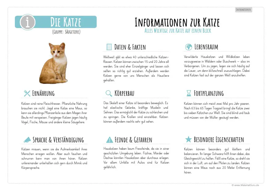Arbeitsblatt: Informationen über Katzen