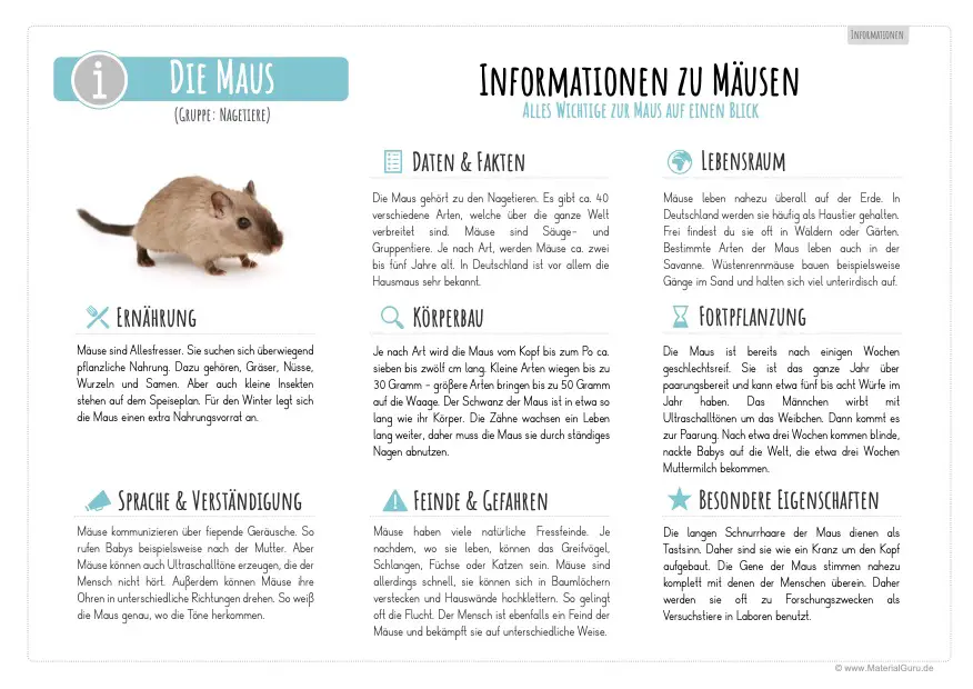 Arbeitsblatt: Infotext über Mäuse