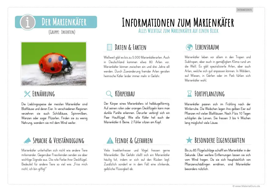 Arbeitsblatt: Informationen über Marienkäfer