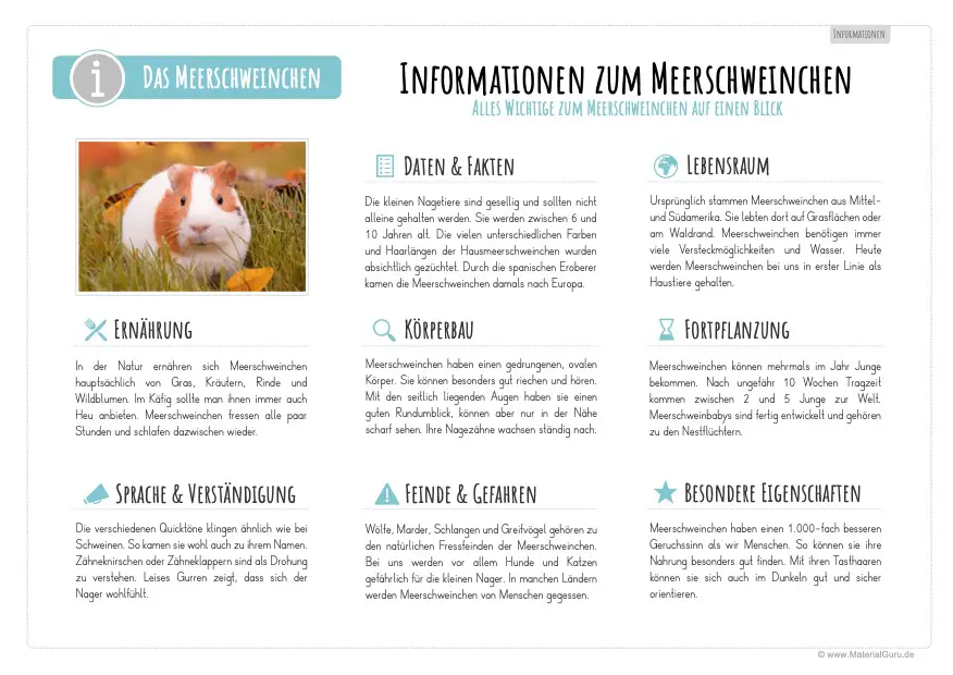 Arbeitsblatt: Informationen über Meerschweinchen