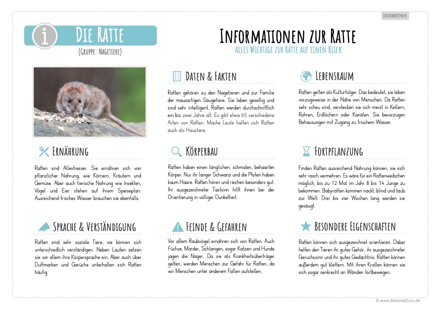 Arbeitsblatt: Informationen über Ratten