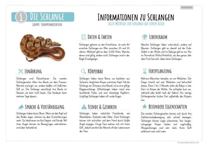 Arbeitsblatt: Informationen über Schlangen
