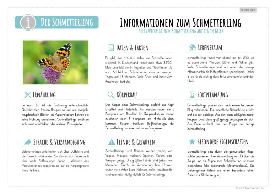 Arbeitsblatt: Informationen über Schmetterlinge