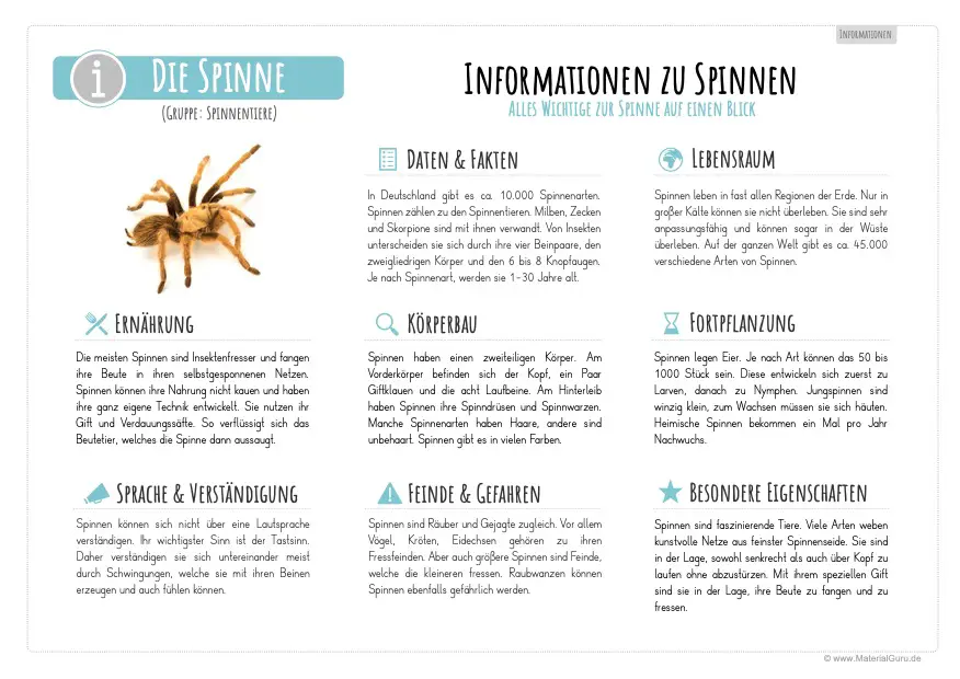 Arbeitsblatt: Infotext über Spinnen