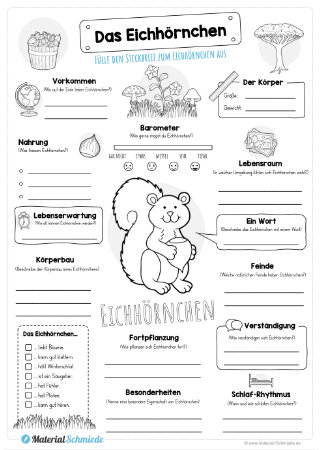 Steckbrief Eichhörnchen