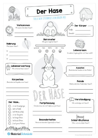 Steckbrief Hase