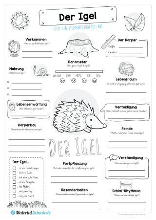 Steckbrief Igel